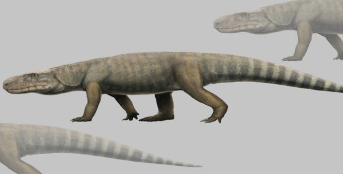 Timsahların 185 milyon yıllık atası bulundu