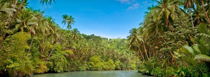 Tropik orman kayıplarının azalması: Bir umut ışığı