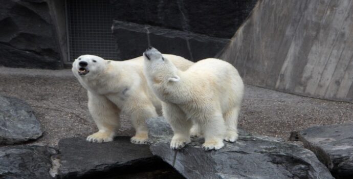 Altıncı kitlesel yok oluş çok daha kötü gerçekleşiyor