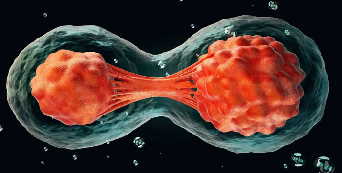 Sentetik insan embriyoları nasıl üretildi?