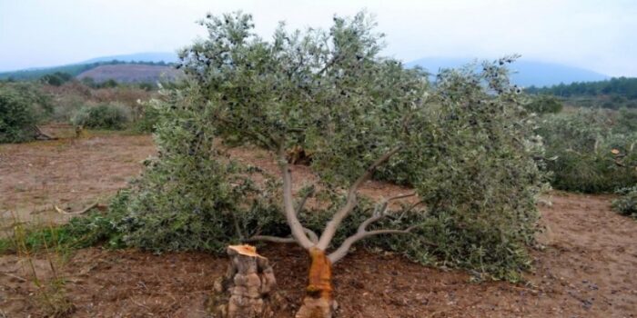 Deprem bölgesinde zeytinlikleri imara açılıyor