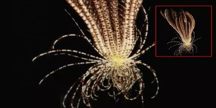 Antarktika Derinliklerinde Keşfedilen Yeni Deniz Canlısı: Promachocrinus fragarius