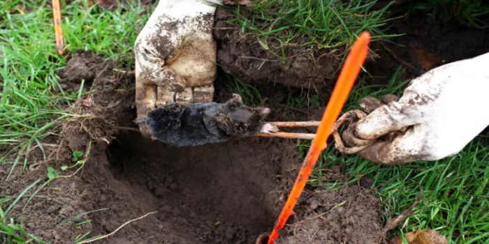 Bilim İnsanları Hakkari ve Tatvan’da İki Yeni Köstebek Türü Keşfetti