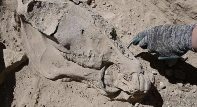 Bilim dünyasını şaşırtan keşif: Türkiye’de bir ilk