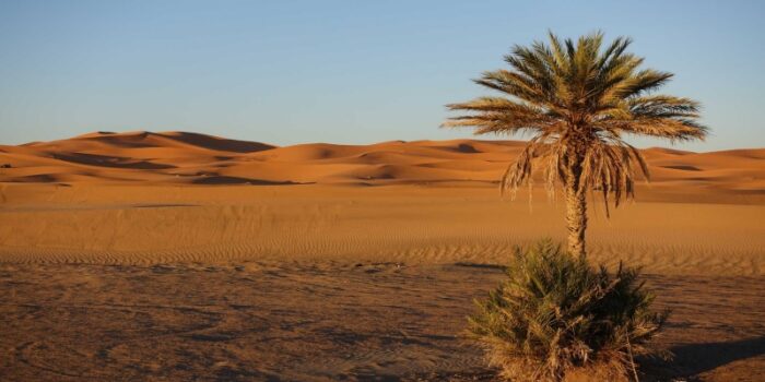 21 bin yılda bir Sahra Çölü yemyeşil bir alana dönüşüyor