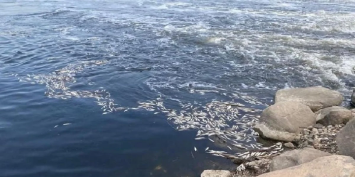 Fırat ve Dicle Nehirleri’nde balık türleri tehdit altında