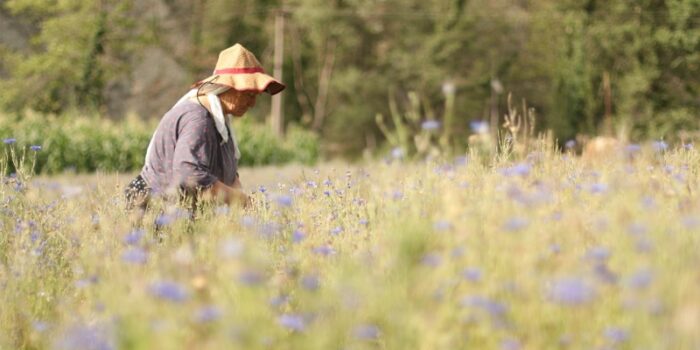 Kentleşme, biyoçeşitliliği tehlikeye sokuyor: Bitki körlüğü artıyor