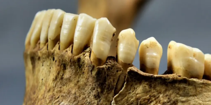 Çocukluk dişleri, Orta Çağ Bavyera’sının göç ve beslenme hikayesini anlatıyor