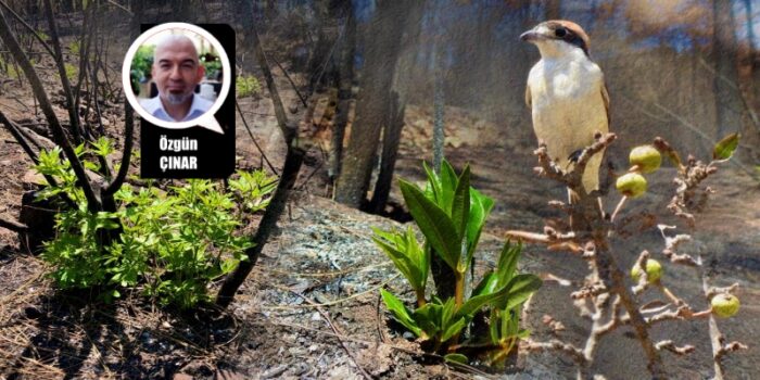 Yeryüzünde Hafifçe Yürümek