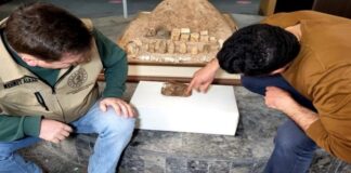 Adıyaman’da bulundu: 15 milyon yıllık olduğu tahmin ediliyor!