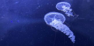 Marmara’da denizanası patlaması, 30 yılda korkunç artış!