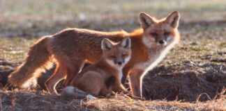 Eski çağlarda insanlar tilkileri evcil hayvan olarak beslemiş olabilir