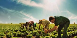 Türkiye’de Çiftçiler Ekonomik Zorluklarla Mücadele Ediyor: Üretim Maliyetleri %70 Arttı