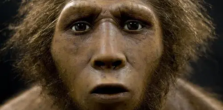 Homo Erectus’un Yok Oluşu: Tembellik mi, Yoksa Çevresel Değişiklikler mi?