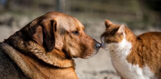 Hayvan Katliamlarının Toplum Psikolojisi Üzerindeki Etkileri ve Şiddetin Yayılma Dinamikleri
