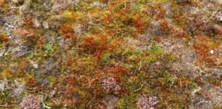 Mars’ta Hayatta Kalabilen Bitki Keşfi: Uzayda Sürdürülebilir Yaşamın Kapılarını Aralıyor