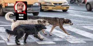Köpeği Bırak, Kendine Bir Bak Ey İnsan!..