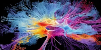 Kelimelerin Anlamlarını Belirleyen Nöronlar: Beynin Dil Haritası