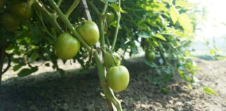Domatese Biçilen Fiyat Maliyetin Altında Kaldı: Çiftçi Tarlasını Halka Açtı a bunch of green tomatoes growing on a vine