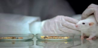 IL-11 Proteini Blokajı ile Farelerin Yaşam Süresi Artıyor
