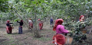 Fındık Alım Fiyatları Açıklandı: Üreticiler Tepkili, Ziraat Odaları ve Siyasi Partiler Endişeli