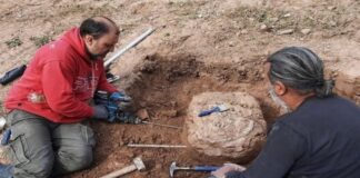 İnsanlık Tarihini Değiştiren Keşif: 21.000 Yıl Öncesine Ait Devasa Canlı Fosili!