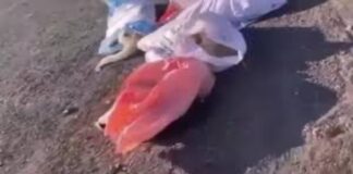 Edirne’de Köpek Katliamı: Belediye Suçluların Peşinde