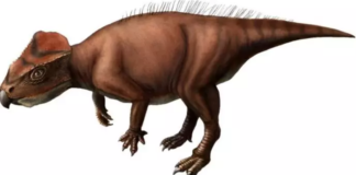 Japonya’da Keşfedilen Yeni Bir Ceratopsian Dinozor: Sasayamagnomus Saegusai