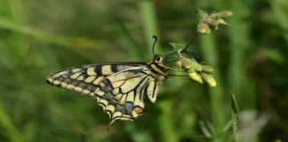 Van Gölü Havzası: Türkiye’nin Kelebek Cenneti