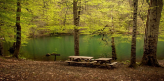 Türkiye’de Milli Park ve Tabiat Parkları Alanında Azalma