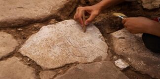 Karahantepe’de Yaban Eşeği Figürü Keşfedildi: Neolitik Çağ’ın Gizemleri