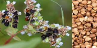 ABD’de Lityum Madenciliği ve Eşsiz Karabuğday Çiçeği Tehdidi