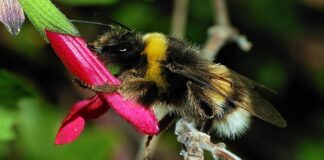 Bombus Arıları Kraliçelerinin Şaşırtıcı Kış Uykusu Davranışları