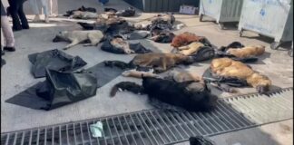 Hayvanların Yaşam Hakkı: Gebze Belediyesi’nde Yaşanan Skandal