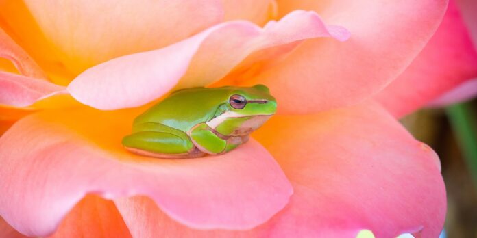 green frog and pink rose
