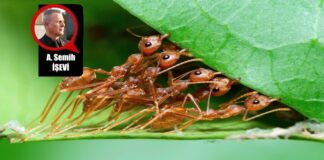 Karıncayı Bile İncitmemek