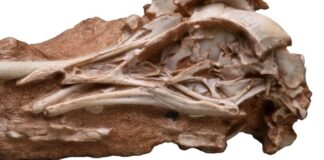 Brezilya’da Bulunan Fosil, Kuşların Beyin Evrimini Aydınlatıyor