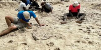 İnsanlığın Ortak Geçmişine Yeni Bir Pencere: İki Türün Göl Kenarındaki Karşılaşması