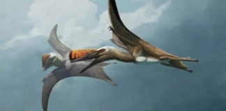 Yeni Fosil, Uçan Sürüngenlerin Evrimini Gözler Önüne Seriyor