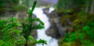 Çoğalan Tehdit: Yok Olma Tehlikesi Altındaki Ağaç Türleri green fern plant on brown rock