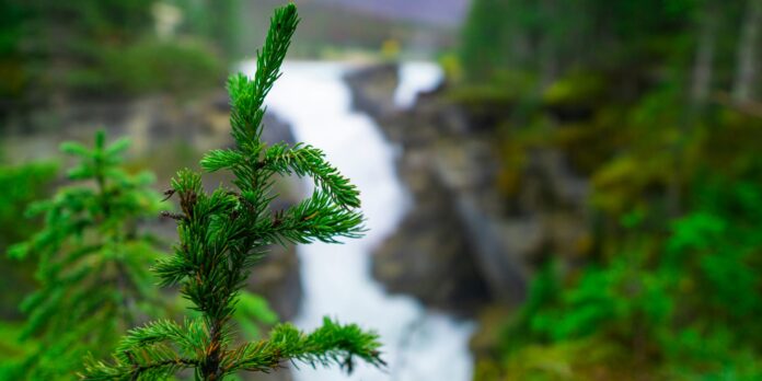green fern plant on green fern plant on brown rock