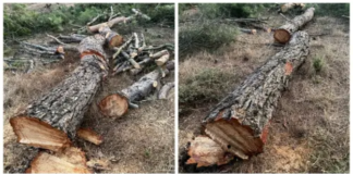 Cengiz Holding’in Kazdağları’nda Ağaç Kıyımı: Yerel Halk Tepkisi