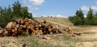 Kaz Dağları’nda 500 Bin Ağacın Kesilmesi: Sermayenin Doğaya Karşı Savaşı