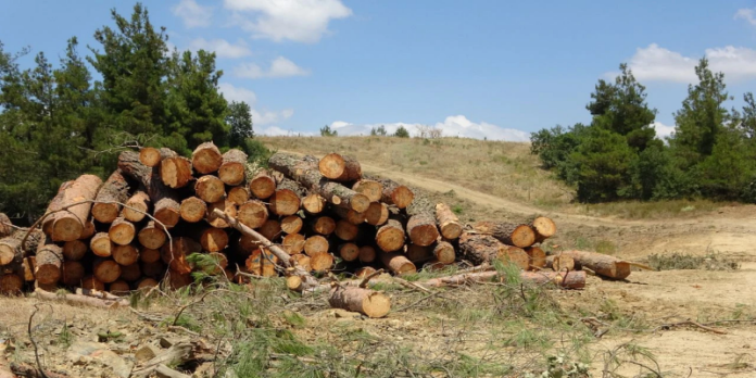 kesilen-agaclar-koyluleri-gozyaslarina-bogdu