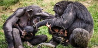 Genetik Bir “Zaman Makinesi” Şempanzelerin Karmaşık Kültürlerini Ortaya Çıkardı