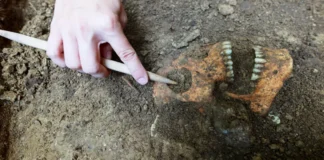 Rheinland-Pfalz’da Arkeoloji Skandalı: Yanlış Tarihlendirilen Kemiklerle Bilimsel Manipülasyon Suçlaması