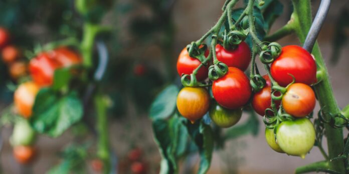 red and green oval fruits