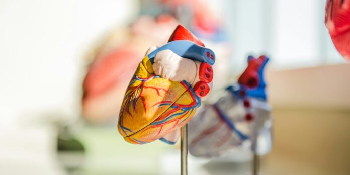 selective focus photography of heart organ illustration