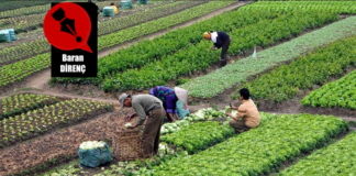 Tarımda Dışa Bağımlılık ve Kırılganlık: Türkiye’nin Gıda Güvenliği Sorunu