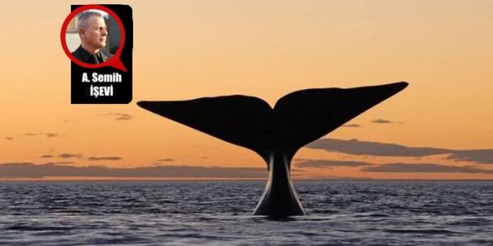 yalnız-balina 2 (1)